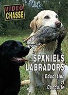 Spaniels, Labradors - Education et conduite